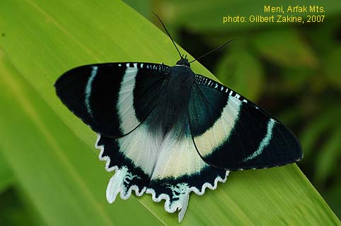 Papua Insects Foundation (Lepidoptera/Uraniidae/Uraniinae/Alcides aruus)